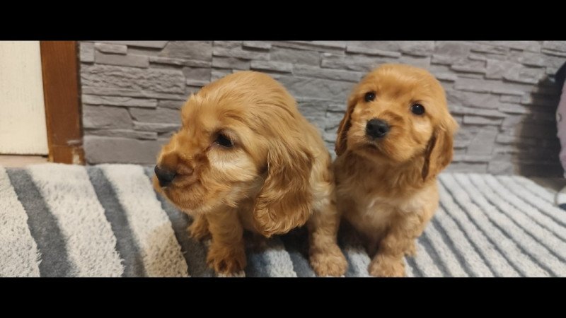 Angol Cocker spániel