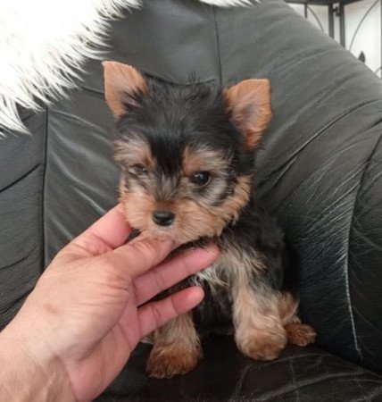 yorki , yorkshire terrier