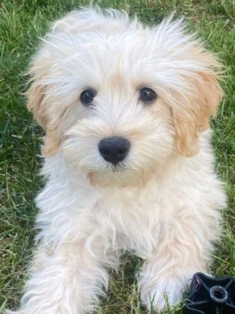 Maltipoo