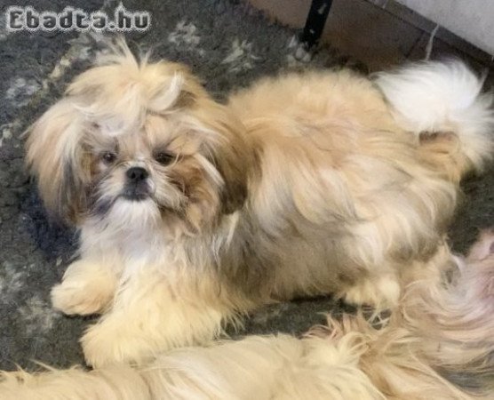 Shih Tzu kölyök, kan
