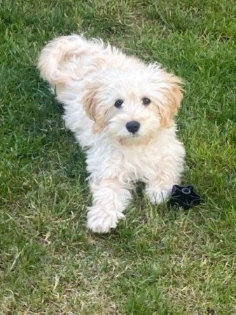 Maltipoo