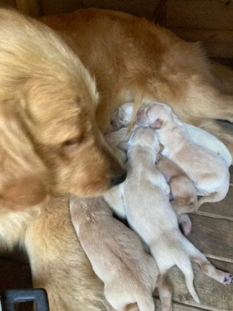 Golden retriever