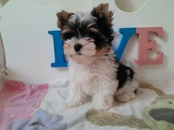 Biewer Yorkshire terrier