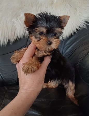 yorki , yorkshire terrier
