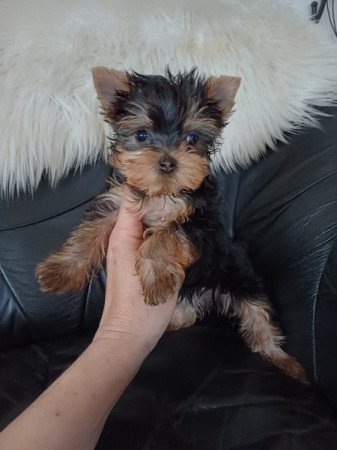 yorki , yorkshire terrier