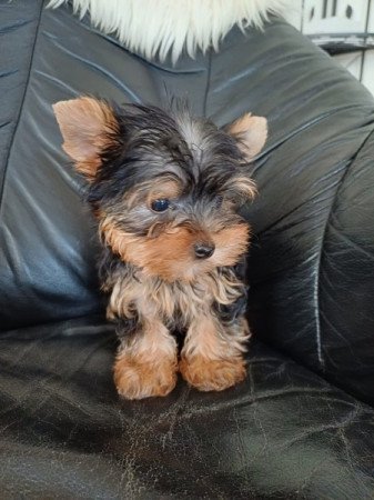 yorki , yorkshire terrier