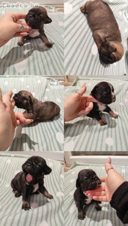 Francia bulldog kiskutyák új otthont keresnek