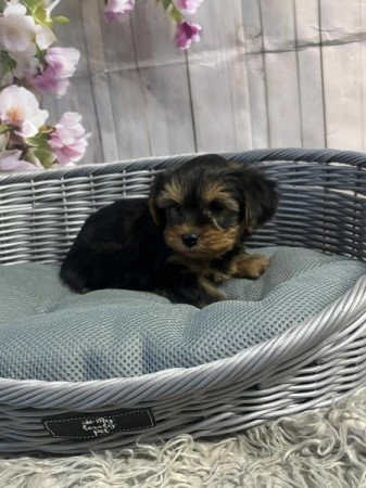 Yorkshire terrier