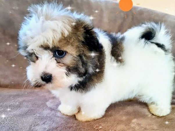 Bichon havanese
