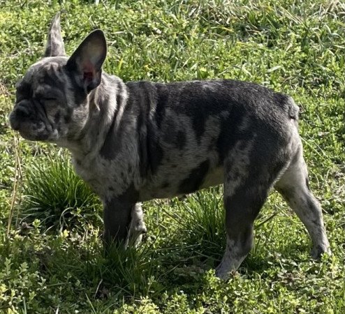 Francia bulldog