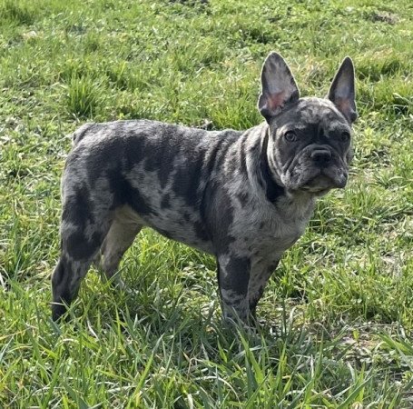 Francia bulldog