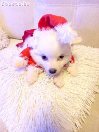 Spicc ,német spicc kiskutyák gazdisodnának