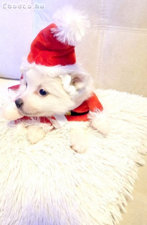 Spicc ,német spicc kiskutyák gazdisodnának