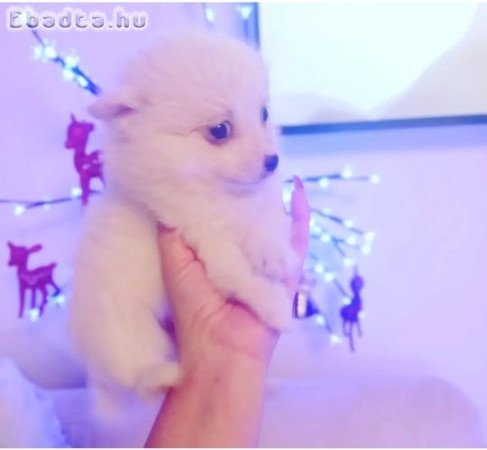 Spitz fiú német spicc gazdisodna