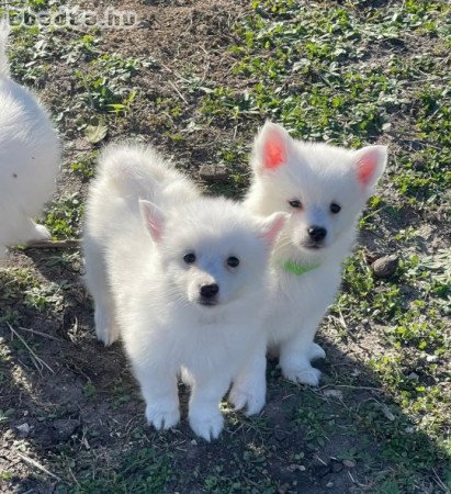 Spitz fiú német spicc gazdisodna