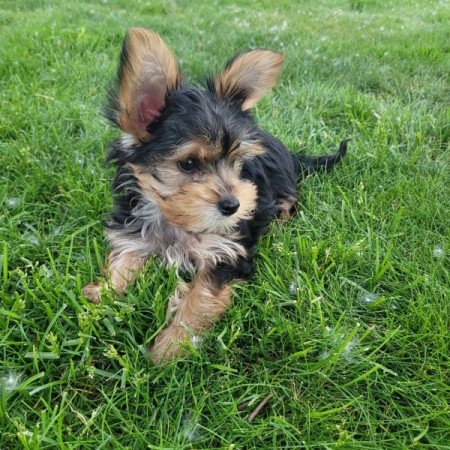 Yorkshire terrier