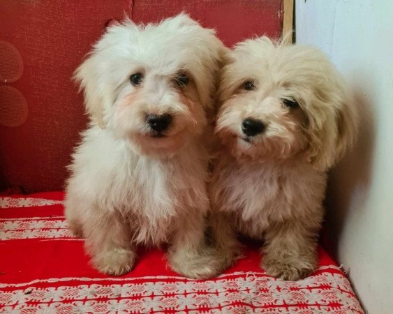 Maltipoo máltai selyem uszkár