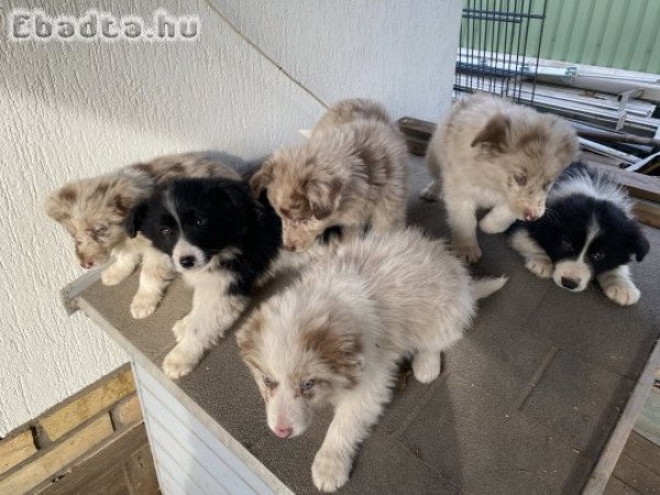 Border collie kölykök elérhetők!