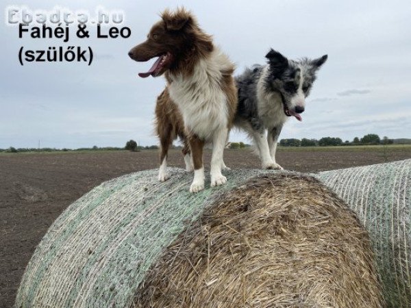 Border collie kölykök elérhetők!