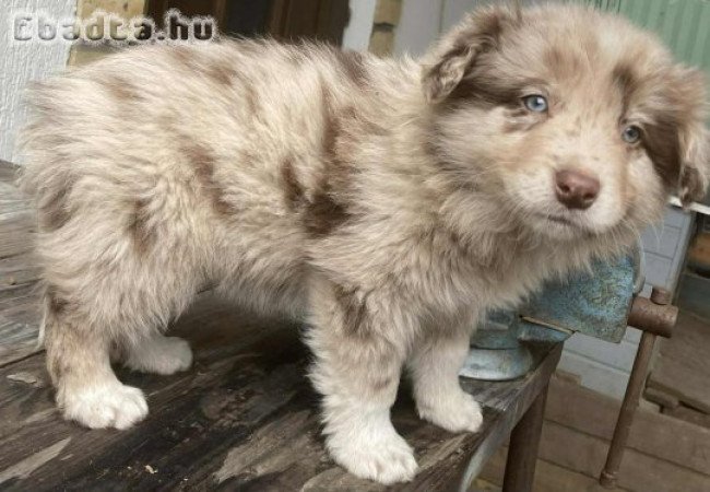 Border collie kölykök elérhetők!