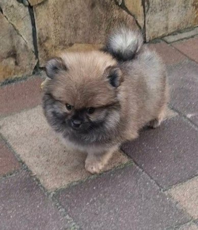 Pomerániai törpe Spitz