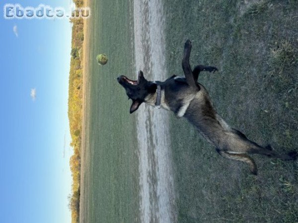 Belga mali keres szerető gazdit.