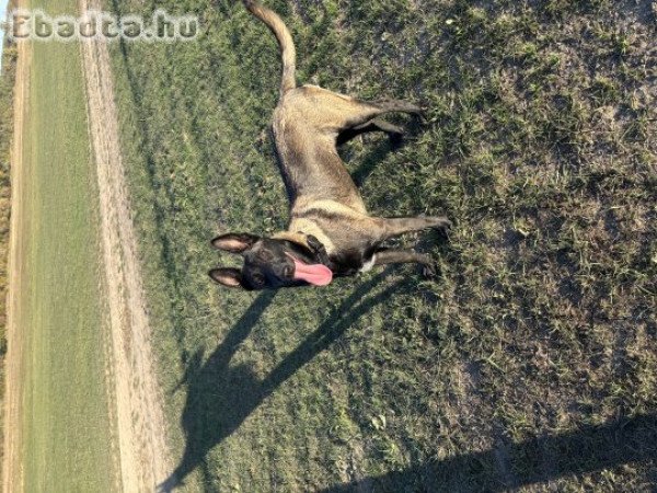 Belga mali keres szerető gazdit.