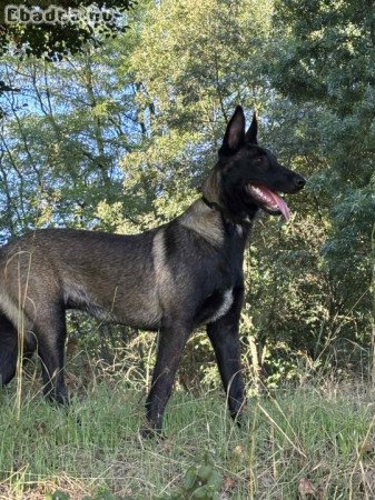 Belga mali keres szerető gazdit.