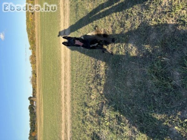 Belga mali keres szerető gazdit.