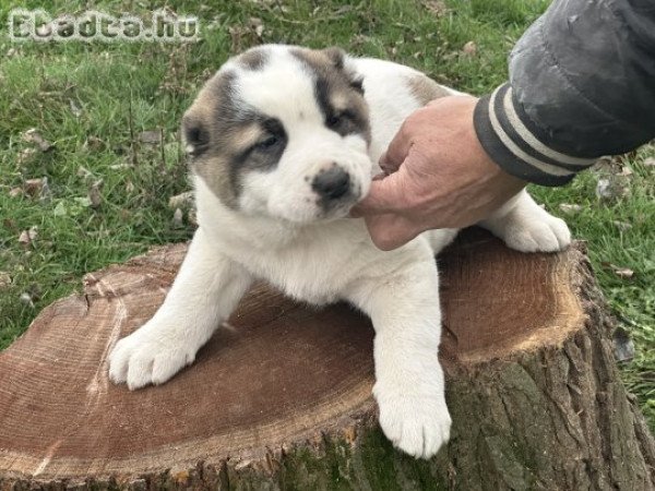 Közép-ázsiai kiskutya eladó