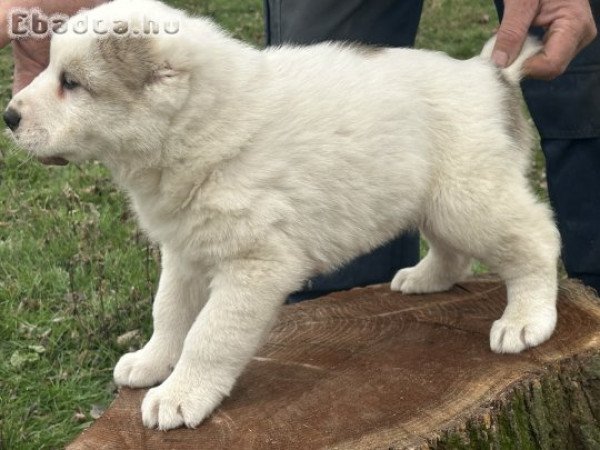 Közép-ázsiai kiskutya eladó