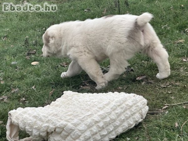 Közép-ázsiai kiskutya eladó