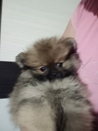 Pomerániai törpe Spitz