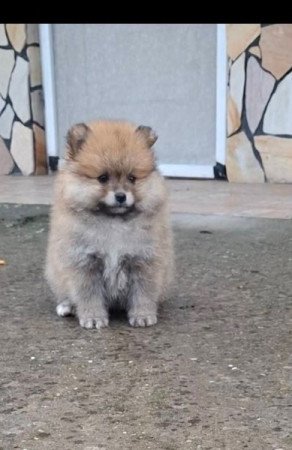 Pomerániai törpe Spitz