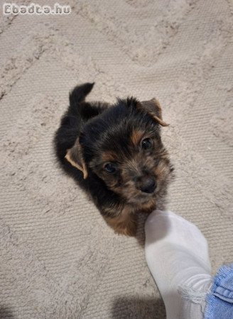 Yorki kislány kutyus 5 hónapos