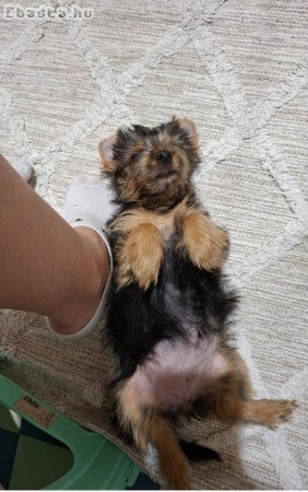 Yorki kislány kutyus 5 hónapos