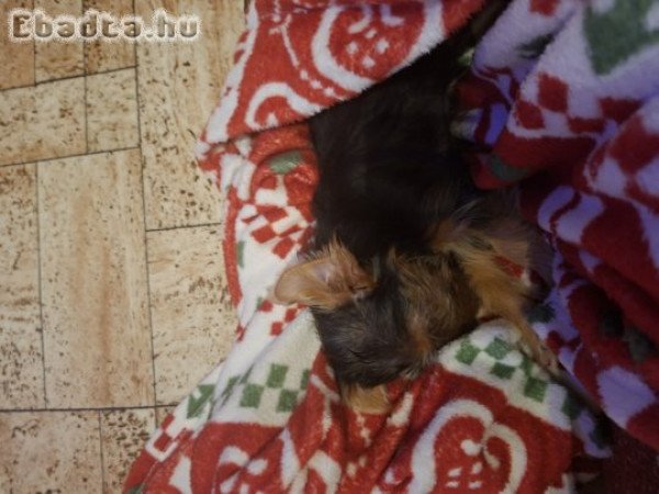 Yorki kislány kutyus 5 hónapos