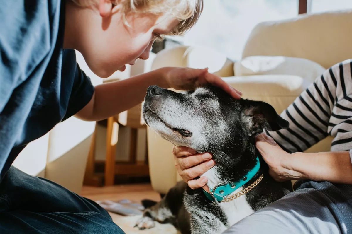 Zoonózisos betegség, amely kutyáról emberre terjedhet