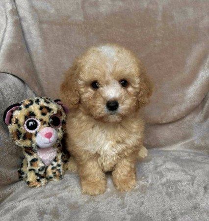 Maltipoo Maltai es uszkar