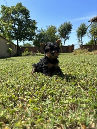 Yorkshire terrier