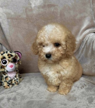 Maltipoo Maltai es uszkar
