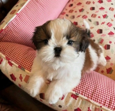 shih tzu kölykök