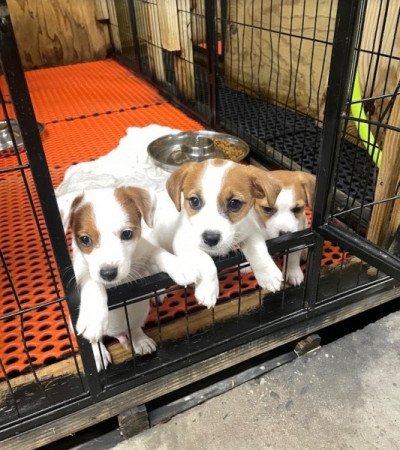 Jack Rusell kölykök