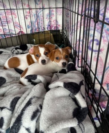 Jack Rusell kölykök