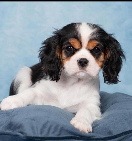 Cavalier King Charles Spániel