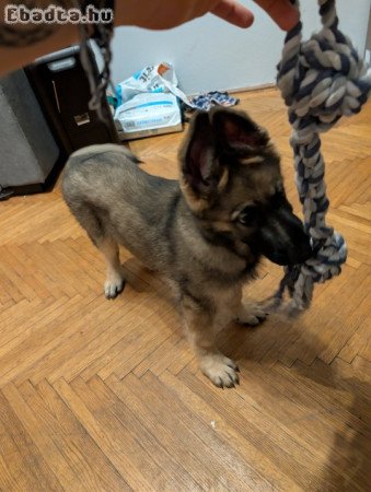 3 hónapos Német juhászkutya