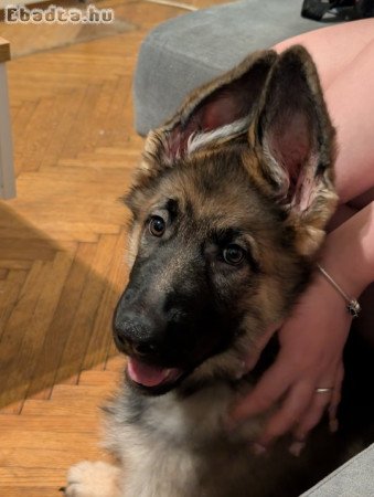3 hónapos Német juhászkutya