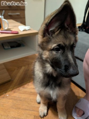 3 hónapos Német juhászkutya