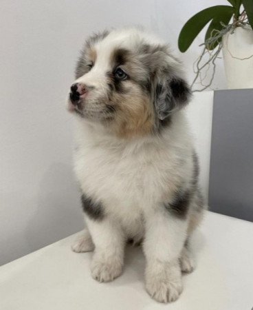 Ausztrál juhászkutya