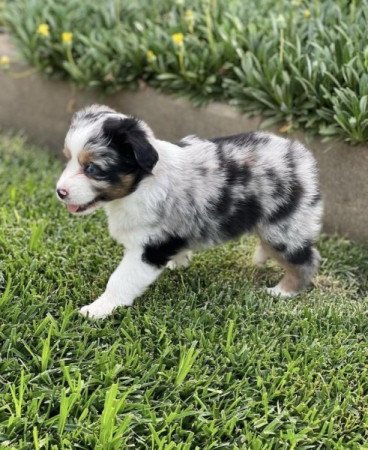 Ausztrál juhászkutya